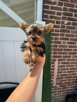 Mister , a female Yorkshire Terrier for sale in Philadelphia, PA – 1 of 3