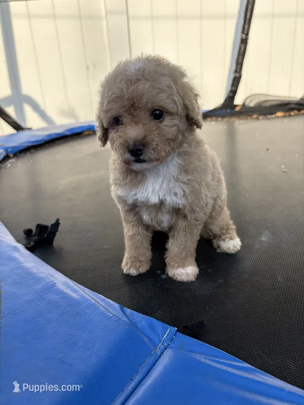 Lavender  – Poodle - Miniature  puppy for sale in Philadelphia, PA