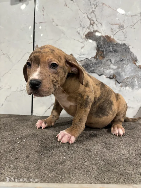Tinder – American Pit Bull Terrier puppy for sale in Philadelphia, PA