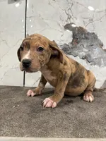 Tinder, a male American Pit Bull Terrier for sale in Philadelphia, PA – 1 of 8
