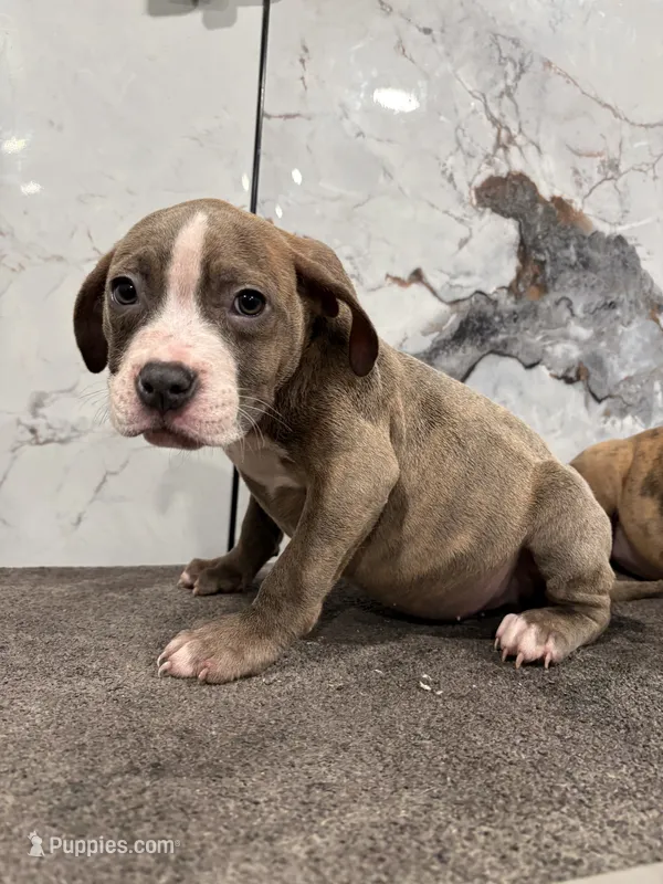Brindle  – American Pit Bull Terrier puppy for sale in Philadelphia, PA