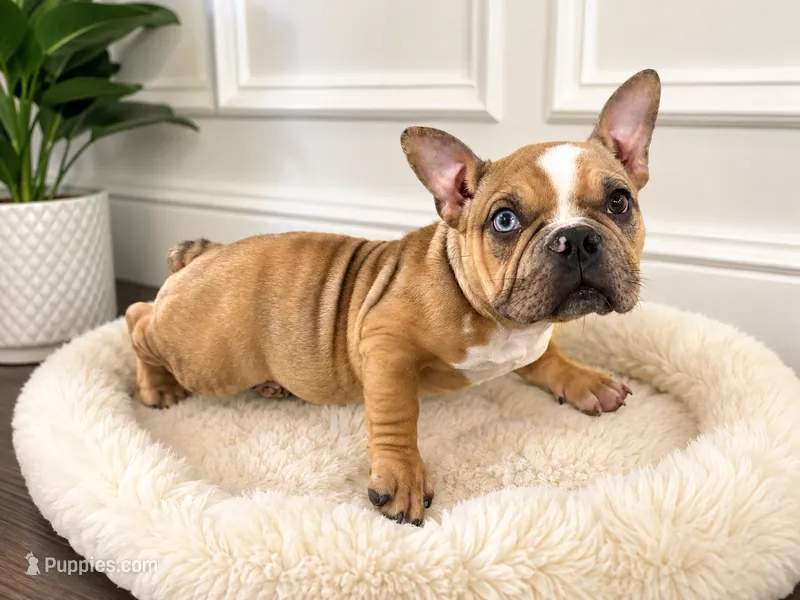 Carmella – American Bully puppy for sale in Philadelphia, PA