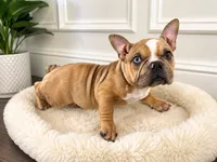 Carmella, a female American Bully for sale in Philadelphia, PA – 2 of 4