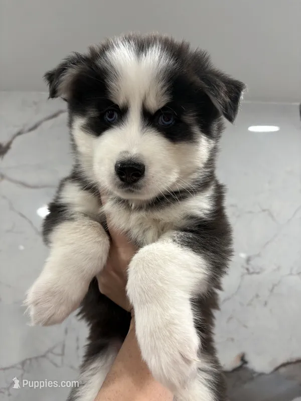 Blue  – Siberian Husky puppy for sale in Philadelphia, PA