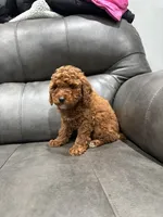 Lily , a female Poodle - Toy  for sale in Philadelphia, PA – 2 of 3
