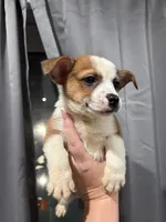 Lui , a female Pembroke Welsh Corgi and Chihuahua for sale in Philadelphia, PA – 2 of 2