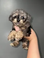Toy poo, a female Poodle - Toy  for sale in Philadelphia, PA – 5 of 6