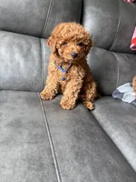Drew, a male Poodle - Miniature  for sale in Philadelphia, PA – 3 of 3