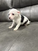 Betsy , a female Pembroke Welsh Corgi and Chihuahua for sale in Philadelphia, PA – 3 of 4
