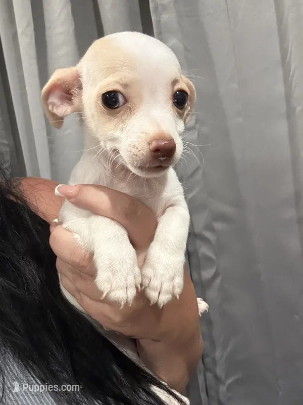 Precious  – Chihuahua puppy for sale in Philadelphia, PA