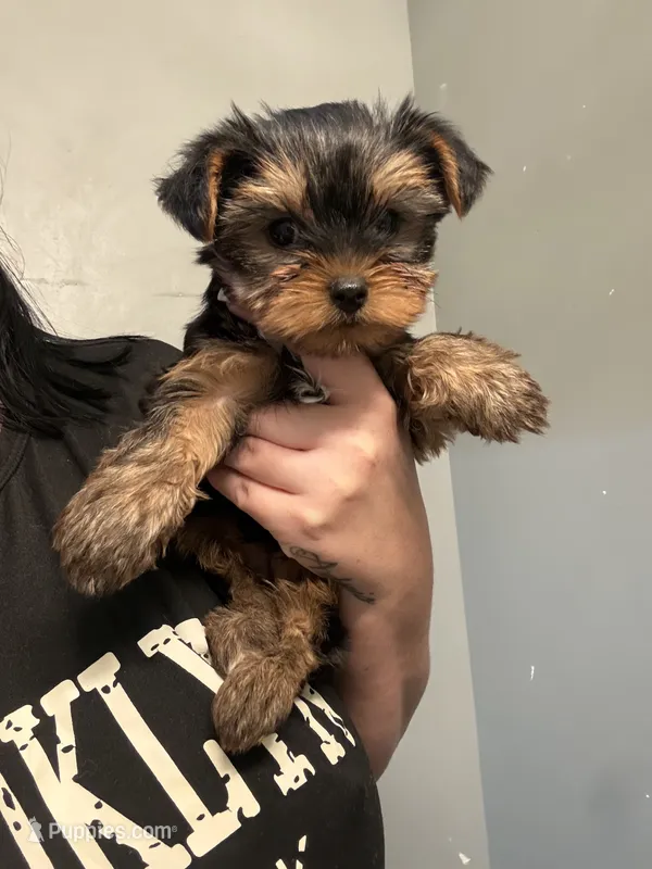 Ellie – Yorkshire Terrier puppy for sale in Philadelphia, PA