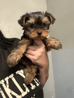 Ellie, a female Yorkshire Terrier for sale in Philadelphia, PA – 1 of 3