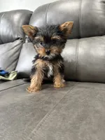 Rora, a female Yorkshire Terrier for sale in Philadelphia, PA – 3 of 3