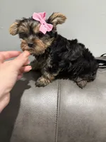 Jayla, a female Yorkshire Terrier for sale in Philadelphia, PA – 2 of 3