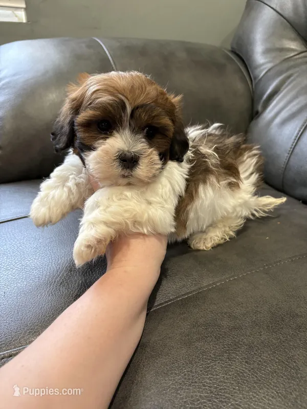 Kyle  – Bichon Frise, Shih Tzu puppy for sale in Philadelphia, PA