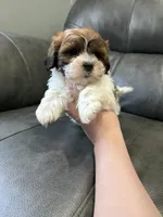 Kyle , a male Bichon Frise and Shih Tzu for sale in Philadelphia, PA – Photo 2 of 3