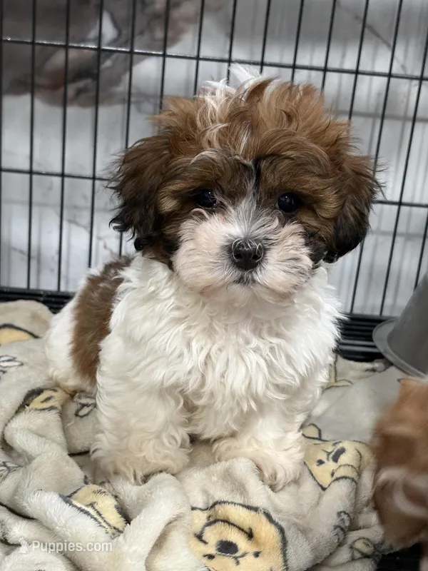 Kyle  – Bichon Frise, Shih Tzu puppy for sale in Philadelphia, PA