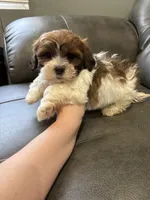 Kyle , a male Bichon Frise and Shih Tzu for sale in Philadelphia, PA – Photo 3 of 3