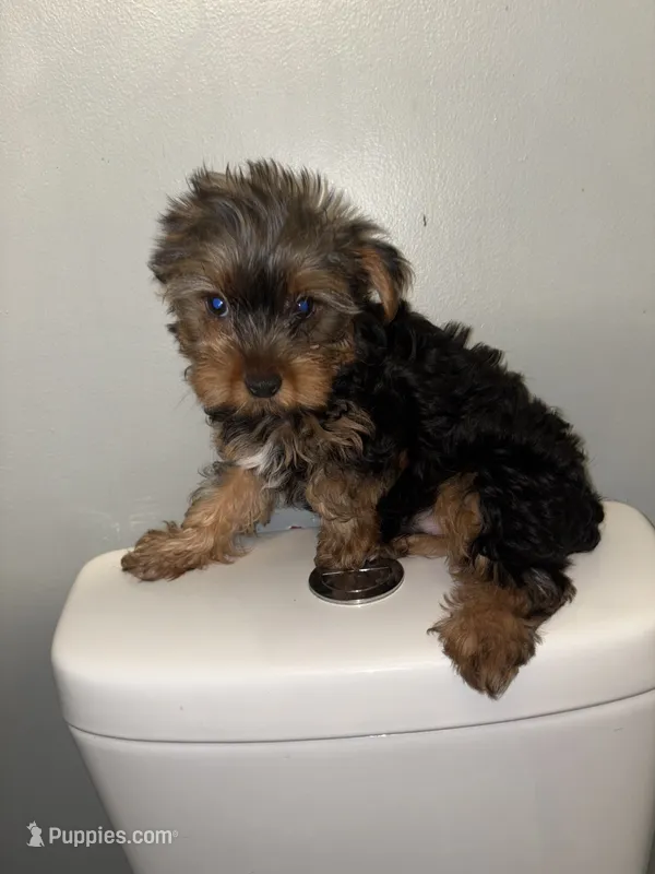 Elias  – Yorkshire Terrier puppy for sale in Philadelphia, PA