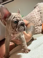 Merle nancy, a female French Bulldog for sale in Philadelphia, PA – 3 of 4