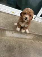Lisette, a female Poodle - Toy  for sale in Philadelphia, PA – 3 of 5