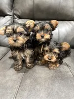 Jayla, a female Yorkshire Terrier for sale in Philadelphia, PA – 3 of 3
