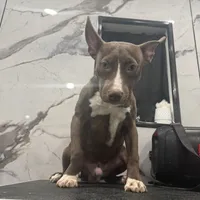 Deebo, a male American Pit Bull Terrier for sale in Philadelphia, PA – Photo 1 of 3