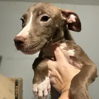 Deebo, a male American Pit Bull Terrier for sale in Philadelphia, PA – Photo 3 of 3