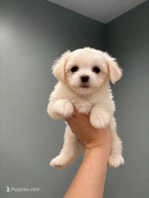 Bella – Maltipoo puppy for sale in Philadelphia, PA
