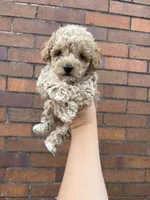 Cindy, a female Poodle - Toy  for sale in Philadelphia, PA – 4 of 4