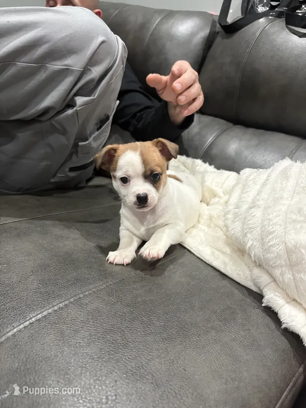 Jax – Jack Russell Terrier, Chihuahua puppy for sale in Philadelphia, PA