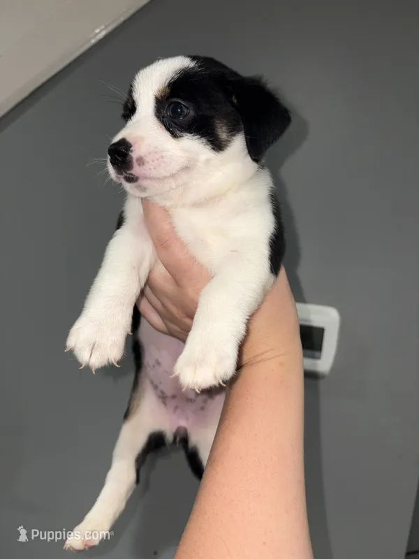Cali – Pembroke Welsh Corgi, Chihuahua puppy for sale in Philadelphia, PA