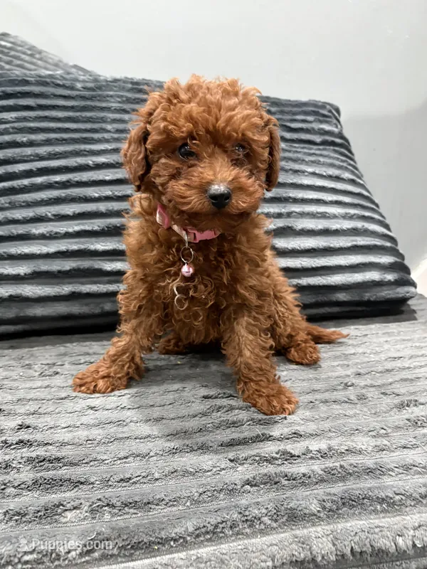 Poochie , a female Poodle - Toy  for sale in Philadelphia, PA – Photo 1 of 1