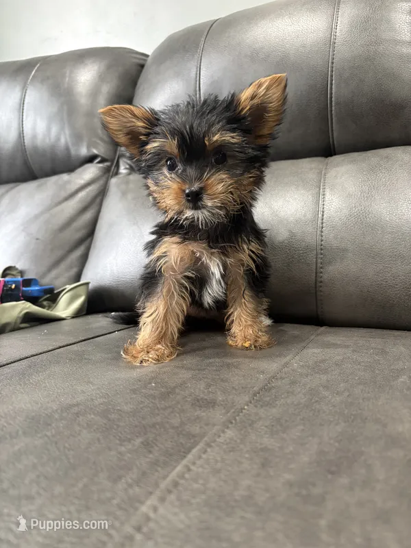 Rora – Yorkshire Terrier puppy for sale in Philadelphia, PA
