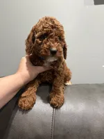 Roy, a male Poodle - Toy  for sale in Philadelphia, PA – 3 of 3