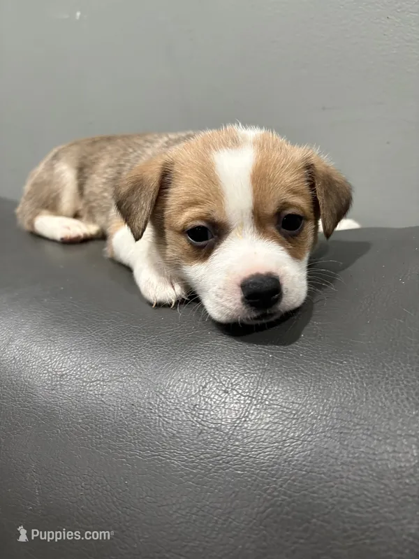 Myles – Pembroke Welsh Corgi, Chihuahua puppy for sale in Philadelphia, PA