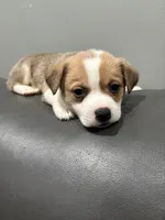 Myles, a female Pembroke Welsh Corgi and Chihuahua for sale in Philadelphia, PA – 1 of 3