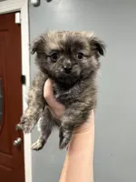 Brindle , a male Pomeranian for sale in Philadelphia, PA – Photo 2 of 2