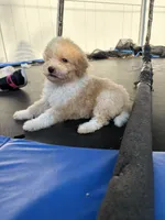 Tommy , a male Poodle - Miniature  for sale in Philadelphia, PA – 4 of 4