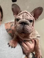 Nessy, a female French Bulldog for sale in Philadelphia, PA – 1 of 5