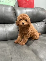 Lila, a female Poodle - Miniature  for sale in Philadelphia, PA – 3 of 7