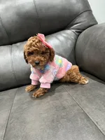 Candy, a female Poodle - Toy  for sale in Philadelphia, PA – 1 of 5