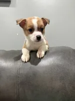 Myles, a female Pembroke Welsh Corgi and Chihuahua for sale in Philadelphia, PA – 7 of 8