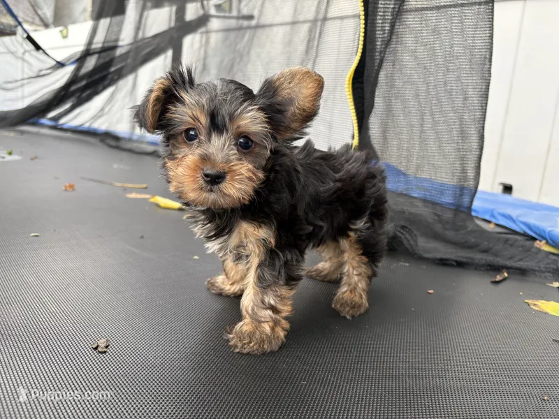 Rorer – Yorkshire Terrier puppy for sale in Philadelphia, PA