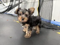 Rorer, a male Yorkshire Terrier for sale in Philadelphia, PA – 1 of 4