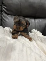 Elias, a female Yorkshire Terrier for sale in Philadelphia, PA – 1 of 2