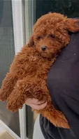 Lila, a female Poodle - Miniature  for sale in Philadelphia, PA – 2 of 7