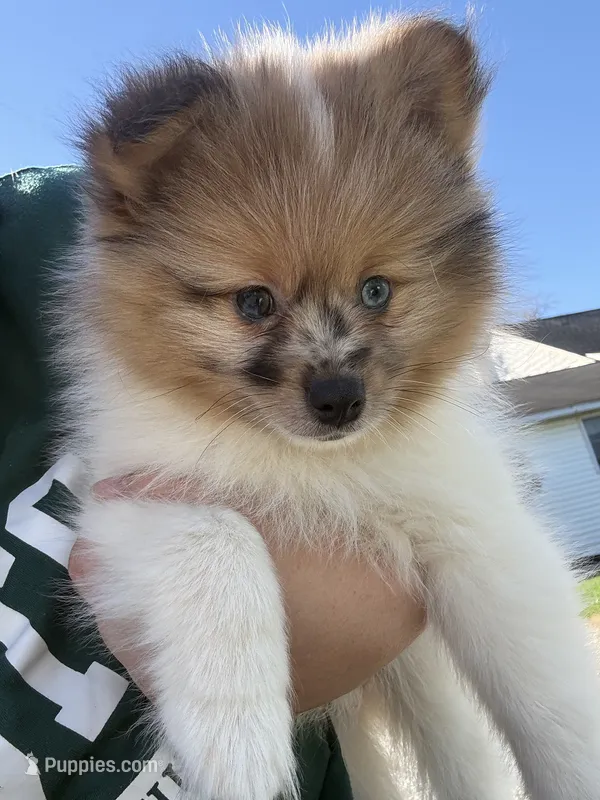 Cash – Pomeranian puppy for sale in Philadelphia, PA