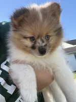 Cash, a male Pomeranian for sale in Philadelphia, PA – 1 of 5