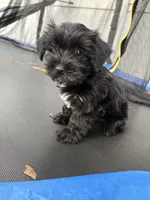 Junie , a male Yorkshire Terrier for sale in Philadelphia, PA – 2 of 4